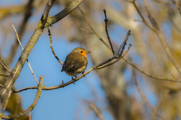 European Robin perched on a tree branch in the morning light