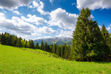 fir forest on a grassy alpine meadow in spring. carpathian mountains of ukraine with snow capped...