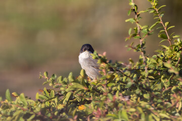 Sardinian Warbler perched on a tree branch in the morning light