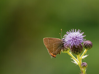 White-letter Hairstreak Feeding on Creeping Thistle