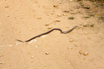 A long snake on the dirt road