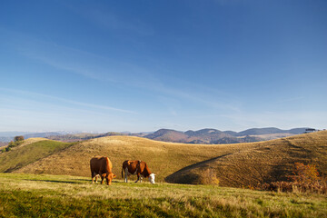 Two brown color cows graze on green grass free of pesticides in mountain meadow on sunny day in Carpathian Mountains, Paltinis, Romania