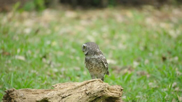 Spotted Owlet (Athene brama) perched on a tree in nature.