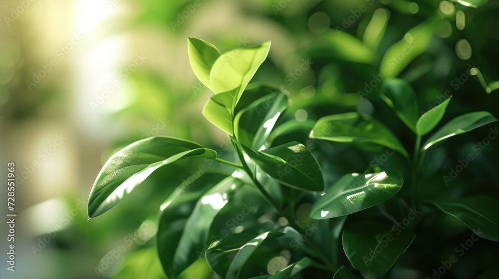 Poster a close-up view of a plant featuring vibrant green leaves. perfect for adding a touch of nature to a