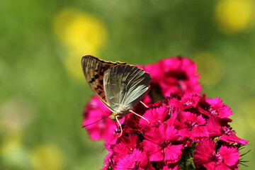 beautiful butterfly on red flower - 728551911