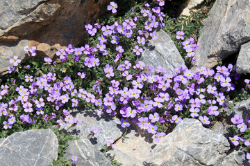 purple flower emerging from the rock - 728552187