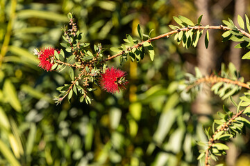 Close-up of red thorn flower on green background