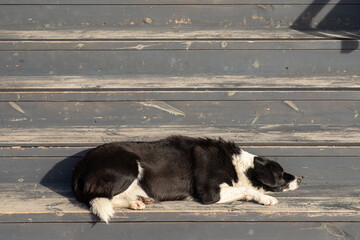 Portrait of a sad black and white  stray dog  sleep on the street. The dog wait