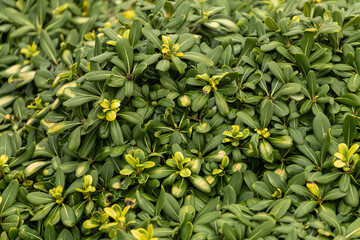 Close-up of a beautiful fresh bush branch with green leaves, the background is blurred.