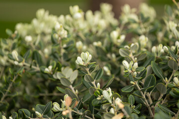 Close-up of a beautiful fresh bush branch with green leaves, the background is blurred.