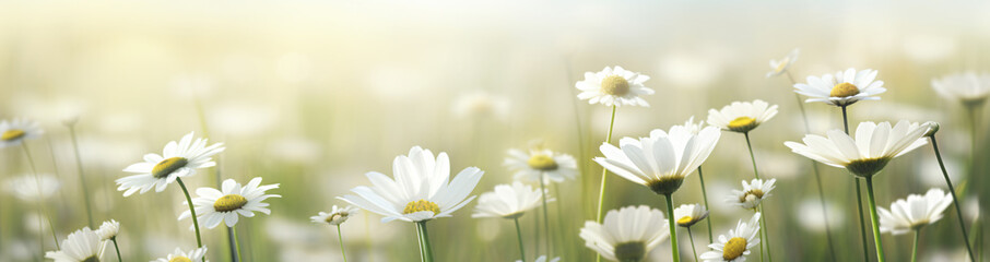 
flowers of the day fresh daisies, in the style of bokeh panorama