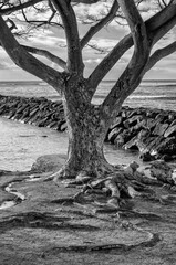 Banyan Tree Growing on a Rocky Ocean Beach in Hawaii.
