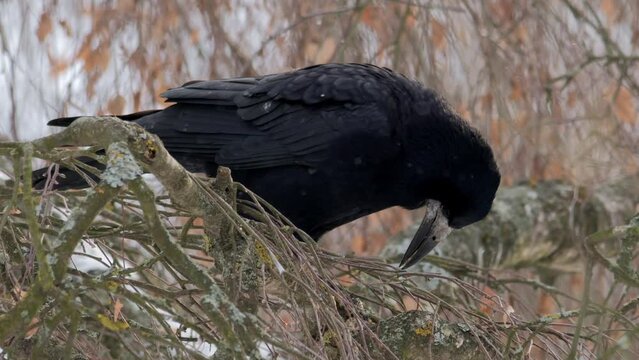 Food in the beak. Bird on a tree. A raven sits on a branch and pecks food.