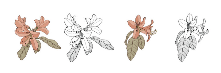Rhododendron, oleander, azalea flowers big set.  Hand drawn spring blossoms poster. Engraved botanical line art. Vintage illustration.