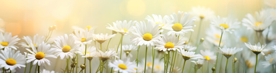 
flowers of the day fresh daisies, in the style of bokeh panorama