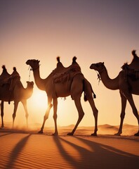 Camels moving in single file across the Arabian desert at sunset