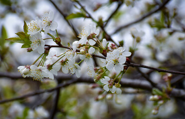 Kwiaty © Indistinctivum