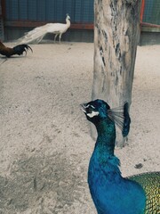 a beautiful peacock shoot on iPhone XS MAX