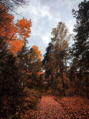 autumn in the forest