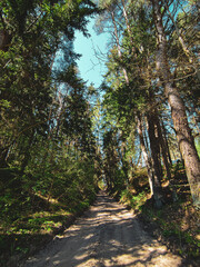 path in the woods