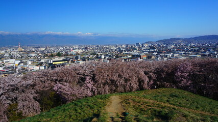 弘法山の桜の海と北アルプス