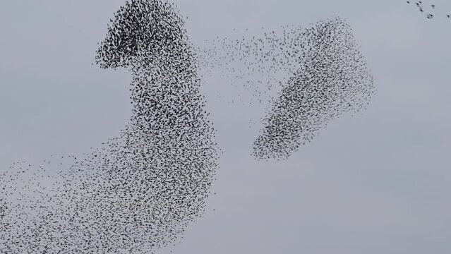 Starling birds murmuration in an overcast sky during a calm sunset at the end of the day. Huge groups of starlings (Sturnidae) in the sky that move in shape-shifting clouds before the night.