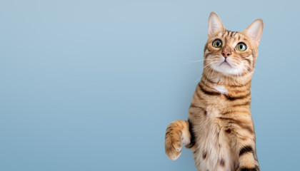 Bengal cat with a paw raised up on a blue background.