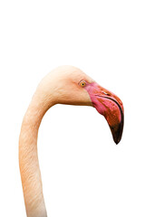 Flamingo on a transparent background