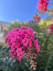 Obraz premium pink flowers in the garden