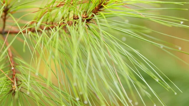 Wet Pine Branch With Drops Of Water Glistening. Pine Twig With Water Drop After Rain. Close up.