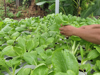 Pak choi plants (Brassica rapa) grown hydroponically in a residential area are being harvested by being pulled out from their growing medium.