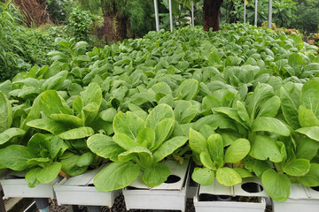 Pak choi (Brassica rapa) plants cultivated hydroponically in a residential area are ready for harvest.