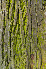 Tree with green moss close up.