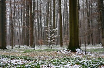 A serene early spring forest scene, with a dusting of snow on the ground and a single tree in bloom standing out among the bare trunks