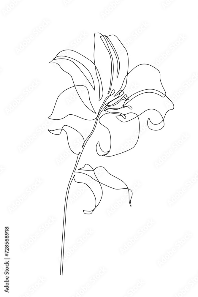 Poster Lily flower in continuous line art drawing style.