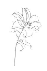Lily flower in continuous line art drawing style. - 728568918