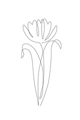 Tulip flower continuous line art drawing style. Tulip line sketch. Mother`s day concept - 728568962