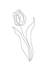 Tulip flower continuous line art drawing style. Tulip line sketch. Mother`s day concept - 728568965