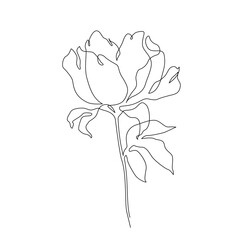 Peony flower in continuous line art drawing style. - 728569191