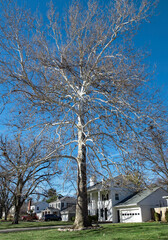 Majestic Winter White Sycamore Tree in Urban Neighborhood