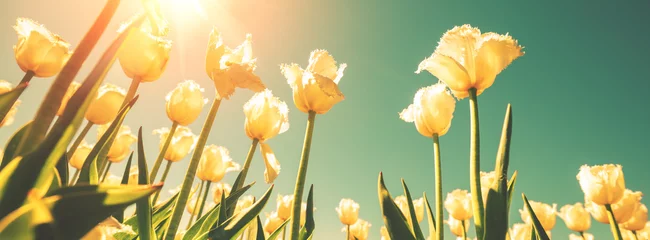 Fototapeten Tulips field in the spring. Yellow tulips blooming against blue sky. Horizontal banner © vvvita