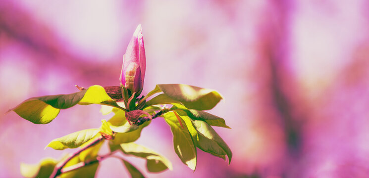 Magnolia flower bud. Spring. Natural vintage floral background. Horizontal banner