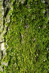 Tree with green moss close up.