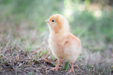 A chicken baby in the garden
