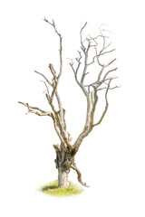 A dead tree branch isolated on a transparent background.