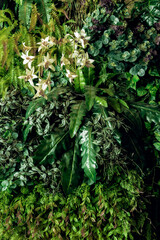 Herb wall, plant wall, natural green wallpaper and background. nature wall. Nature background of green forest