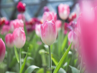 Fototapeta premium Close up Pink tulip in the garden