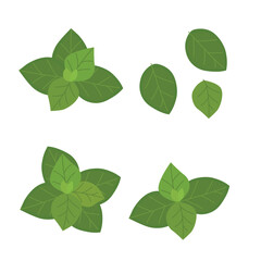 Fresh basil leaves isolated on white background. Basil leaves vector illustration.