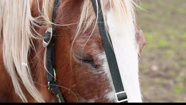 Close up of sad horse's eye,horse on the farm