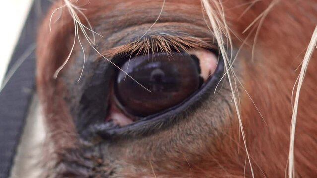 Close up of sad horse's eye,horse on the farm